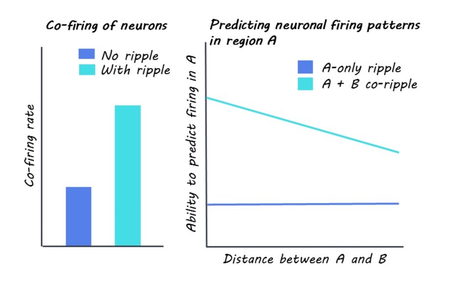 Article thumbnail: Firing in Rhythm: Simultaneous Ripples Across Distant Brain Regions Facilitate the Integration of Brain Signals
