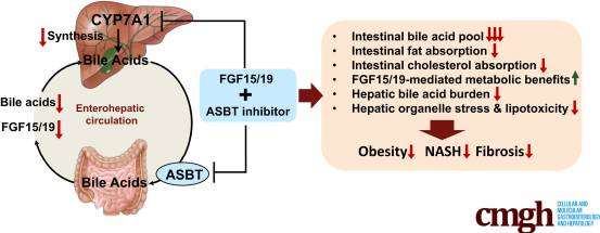 Article thumbnail: Combined ASBT Inhibitor and FGF15 Treatment Improves Therapeutic Efficacy in Experimental Nonalcoholic Steatohepatitis